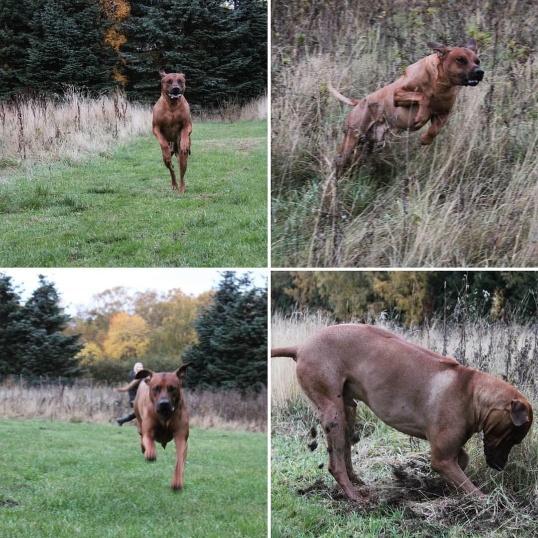 Rhodesian ridgeback Hazinas 7th Galactic  Cosmos "Sam"  billede 7