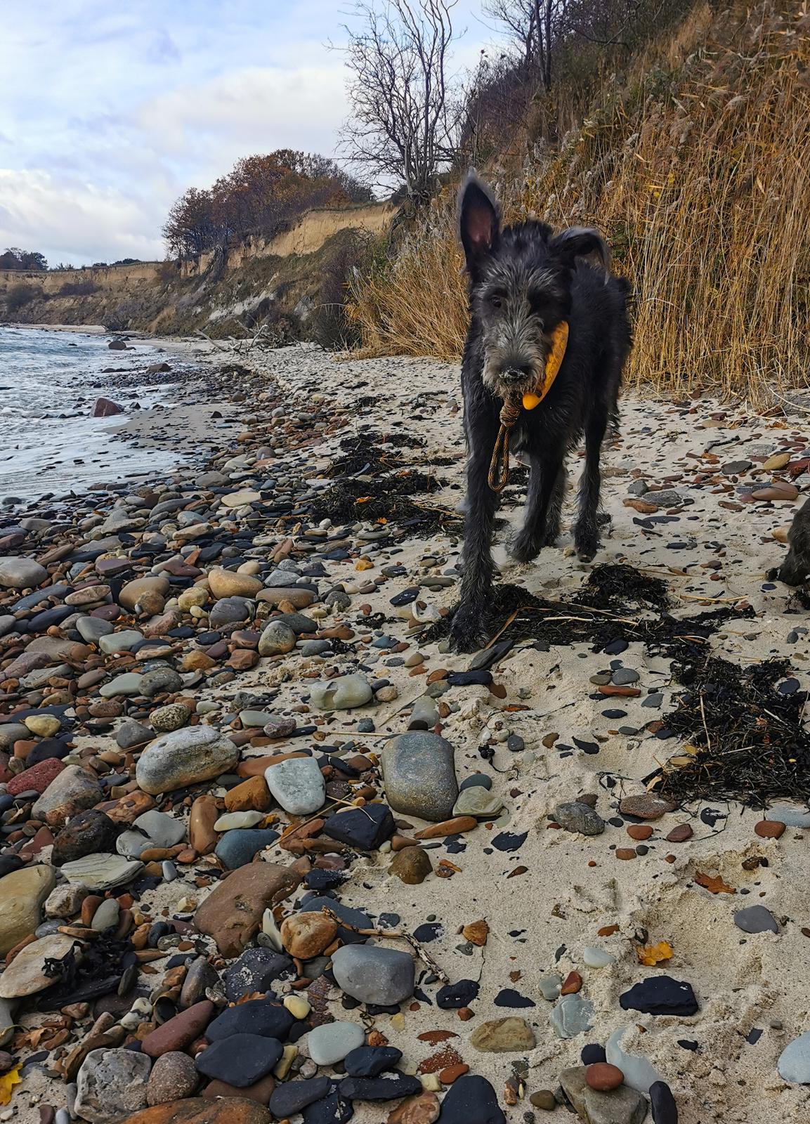 Irsk ulvehund Uffe billede 25