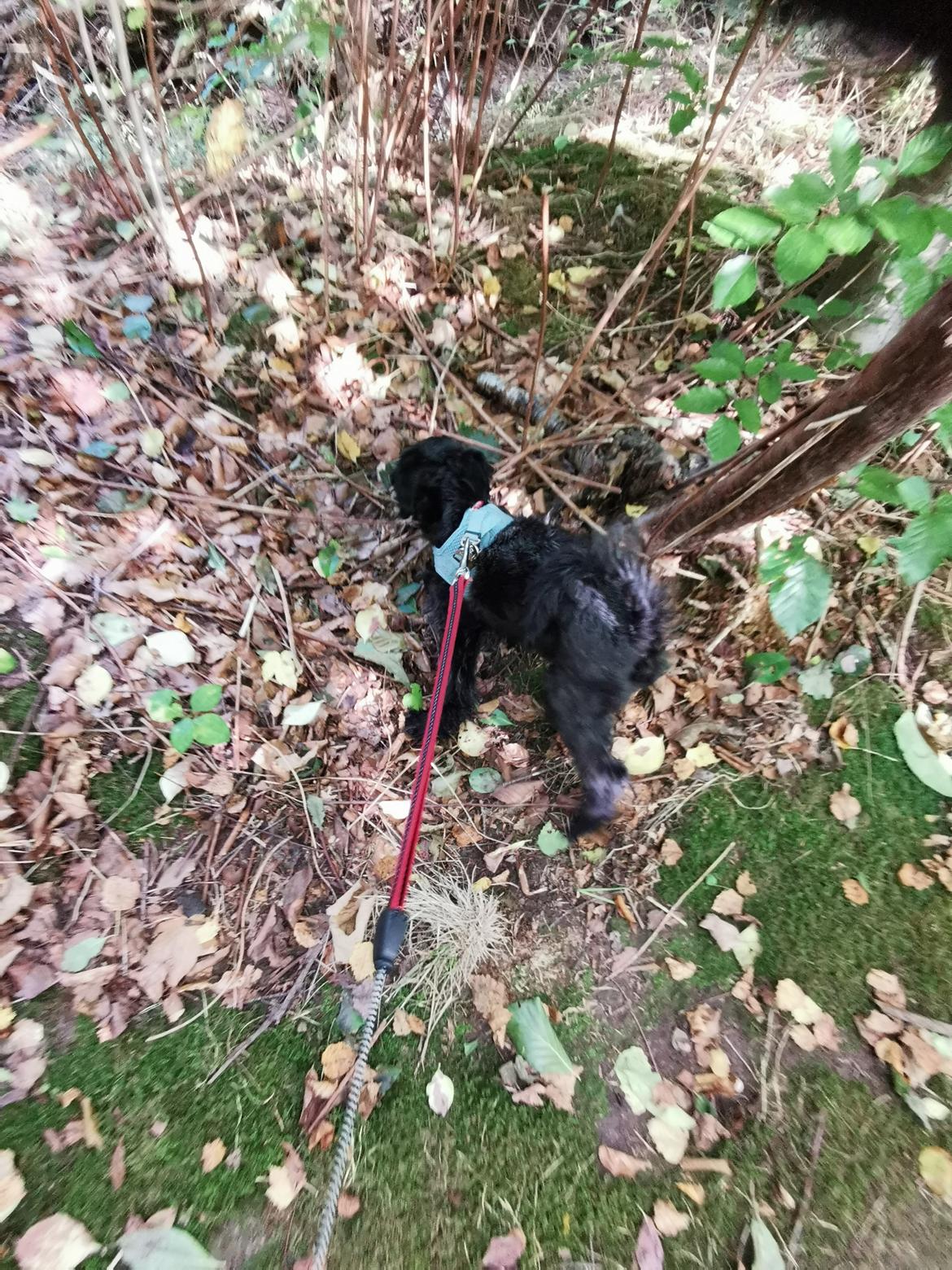 Chinese crested powder puff Coda - vi er ude og gå billede 13