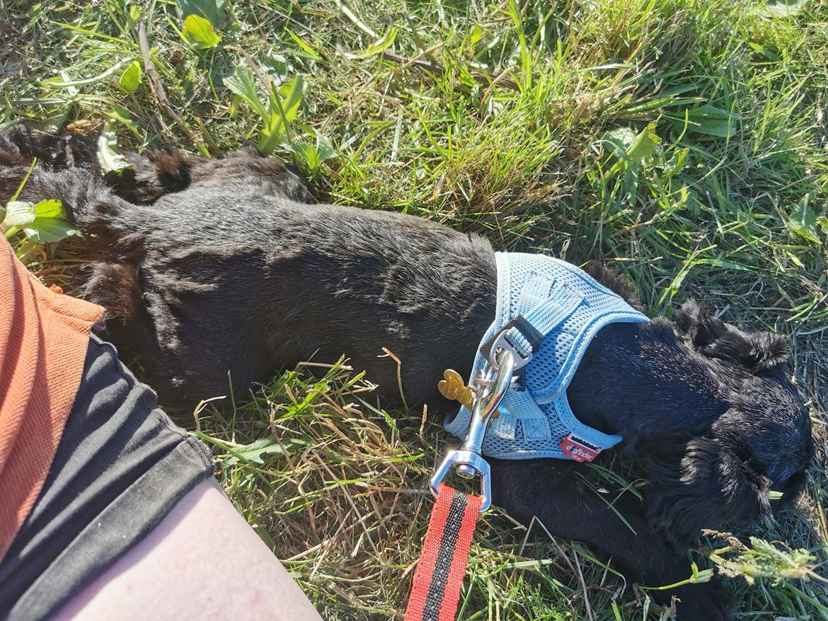 Chinese crested powder puff Coda - græsset er grønt og solen skinner og det er sommer.  billede 15