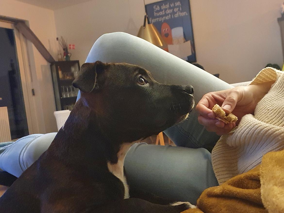 Staffordshire bull terrier Thor billede 5