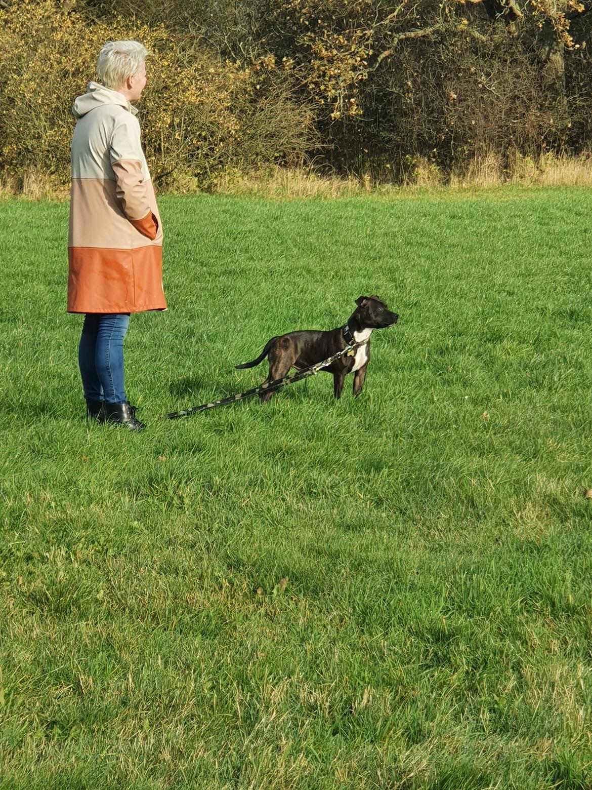 Staffordshire bull terrier Thor billede 7