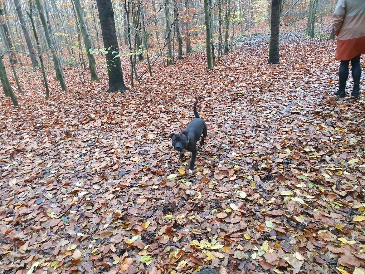 Staffordshire bull terrier Thor billede 8