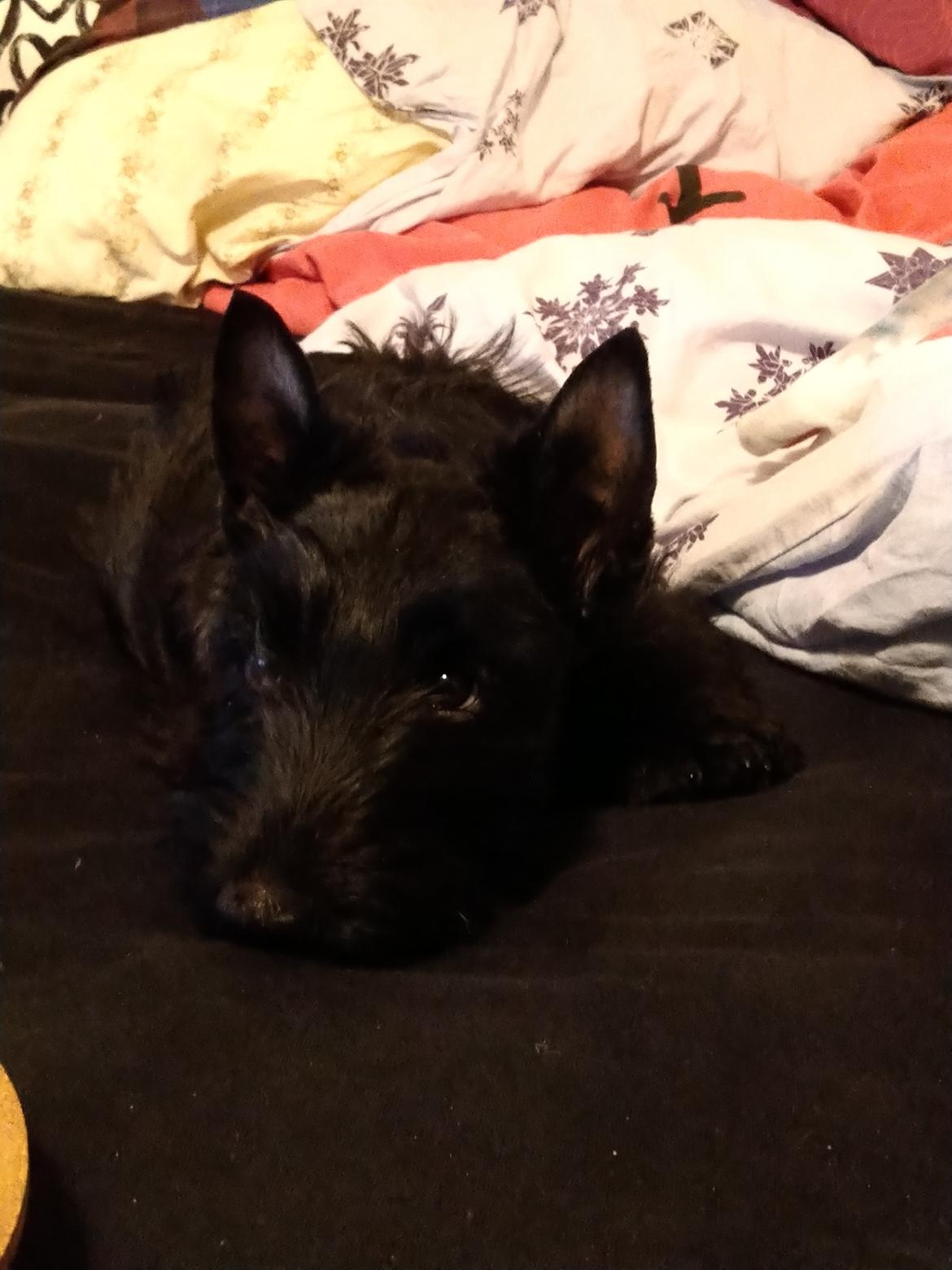 Skotsk terrier Nicla Missi Ballou (Balder)  billede 3