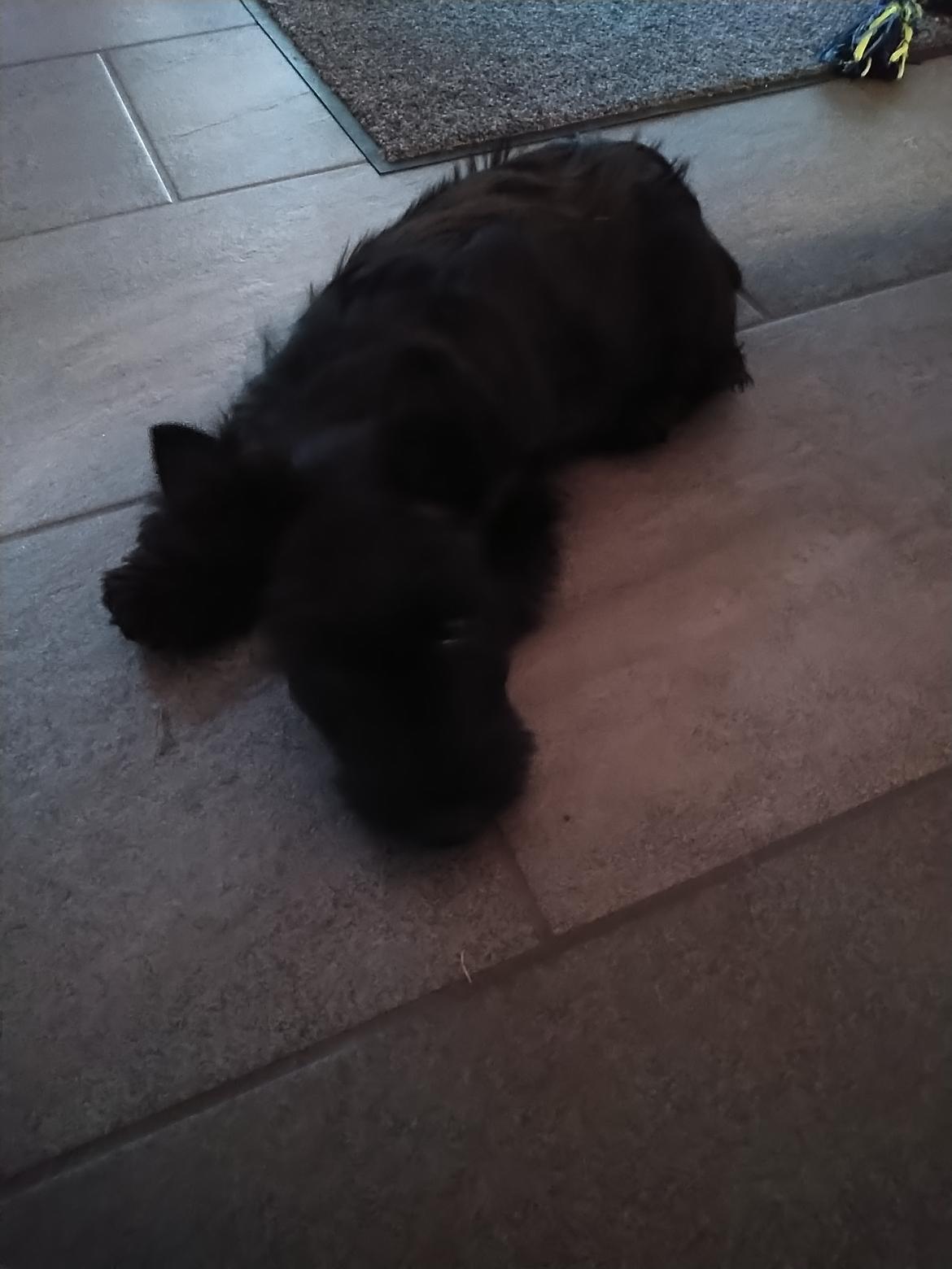 Skotsk terrier Nicla Missi Ballou (Balder)  billede 5