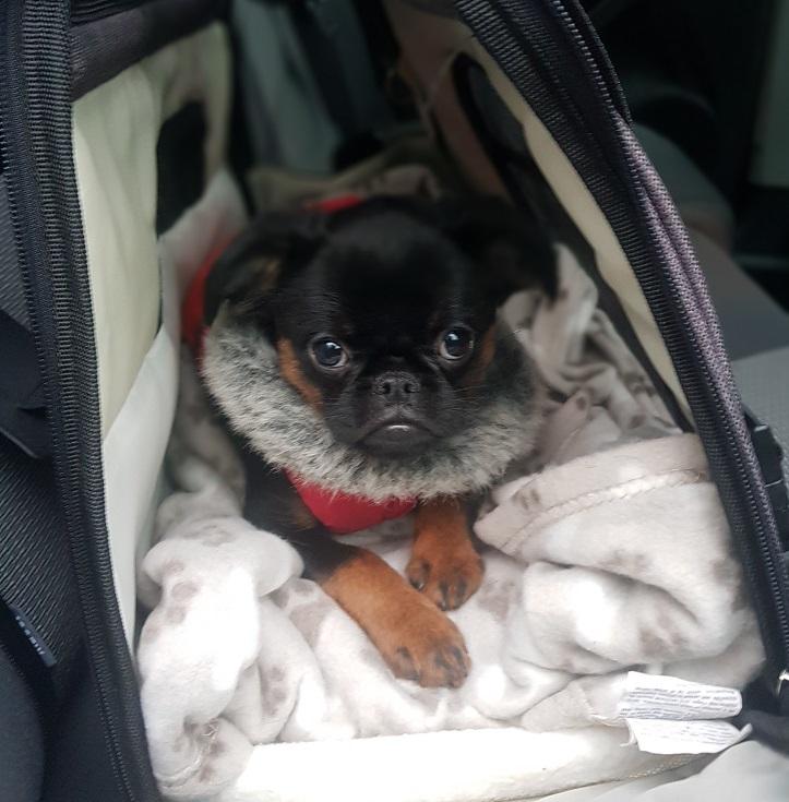 Griffon petit brabancon Mdac's Poetry In Motion billede 1