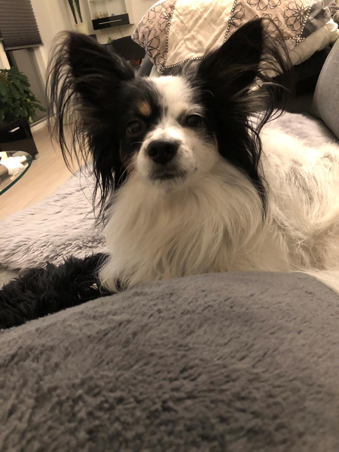 Papillon Mali billede 2