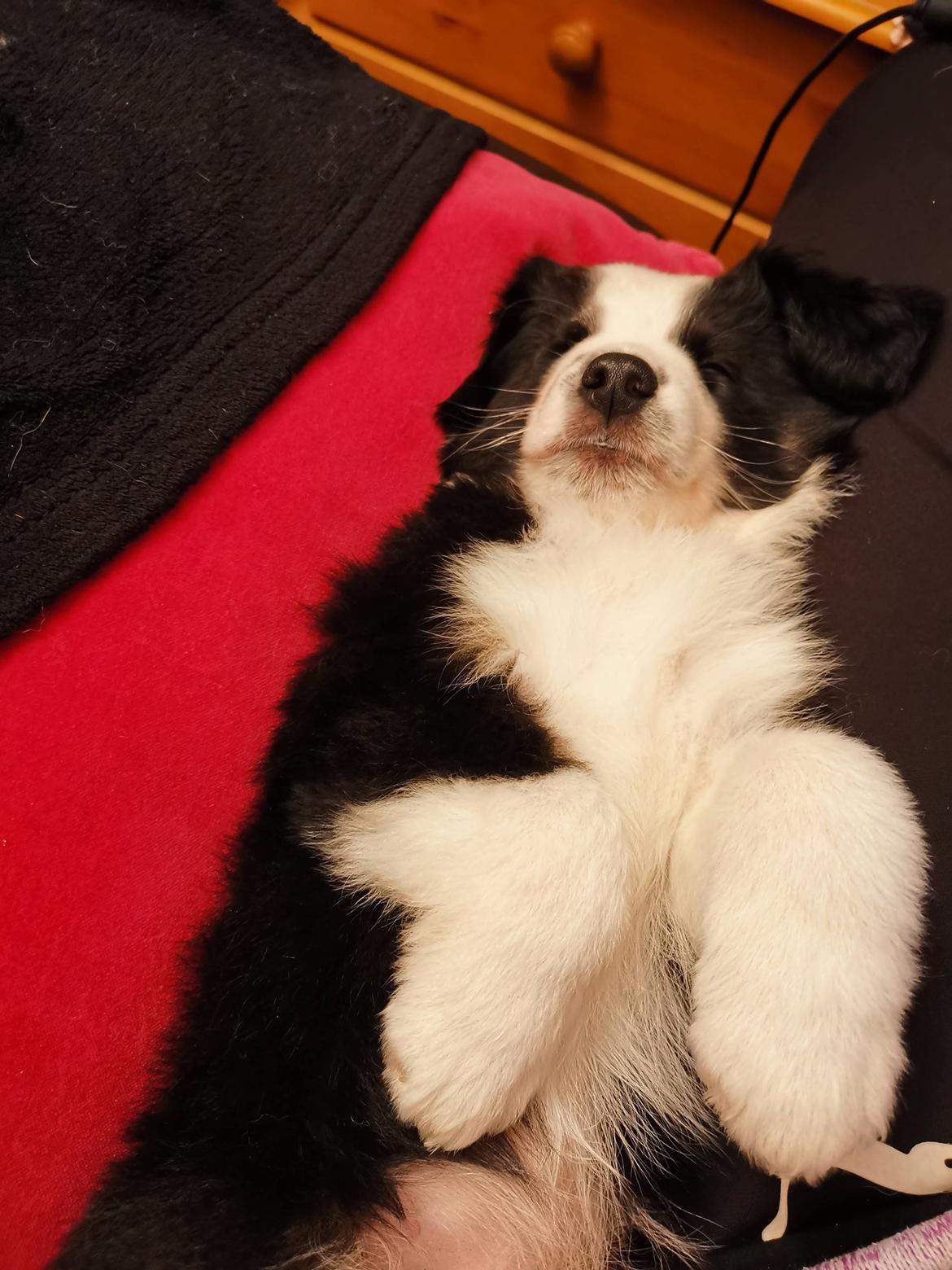 Miniature American Shepherd Nimbus (Truecolorsshining Busy Billybob) billede 6