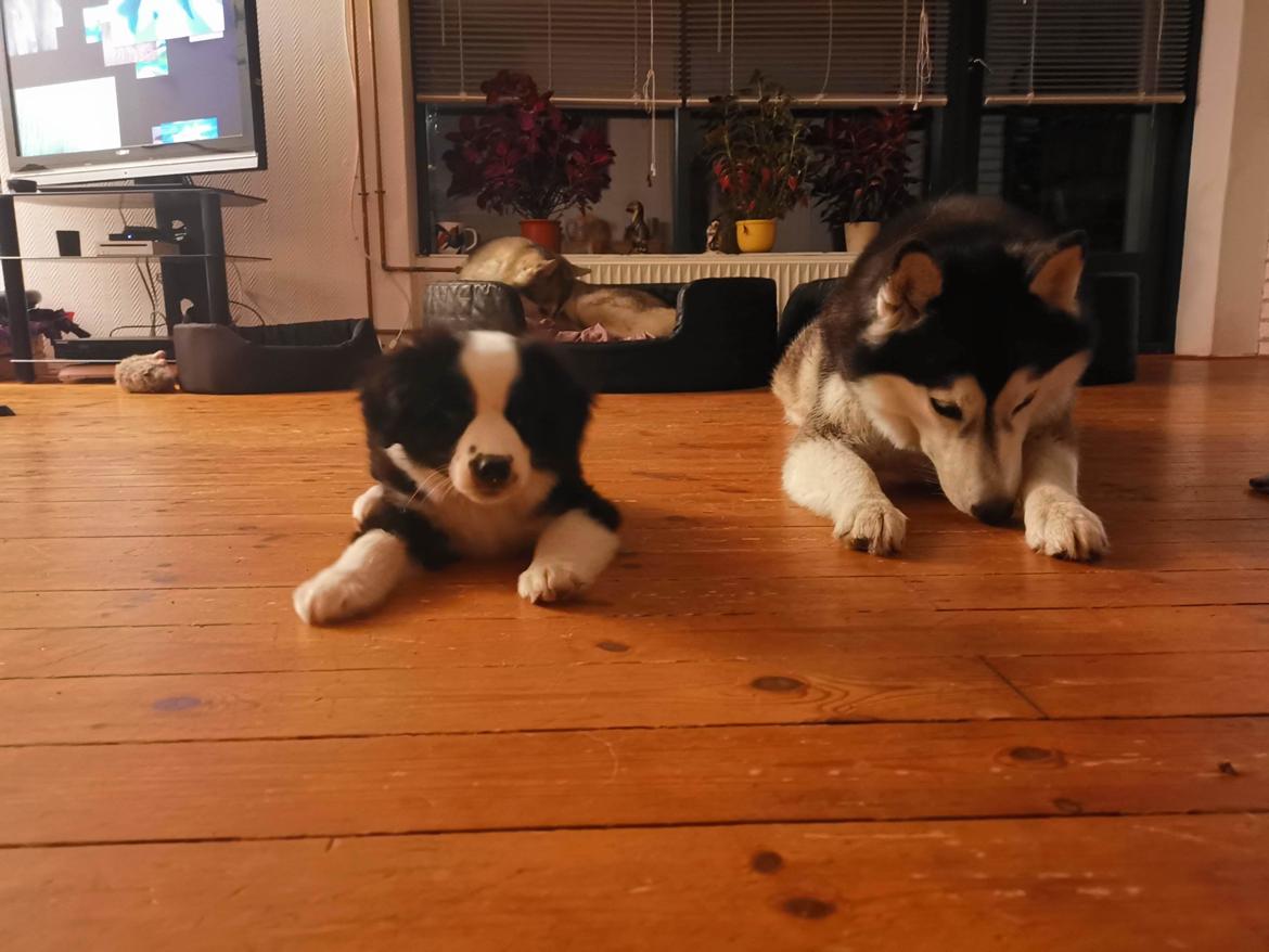 Miniature American Shepherd Nimbus (Truecolorsshining Busy Billybob) billede 11