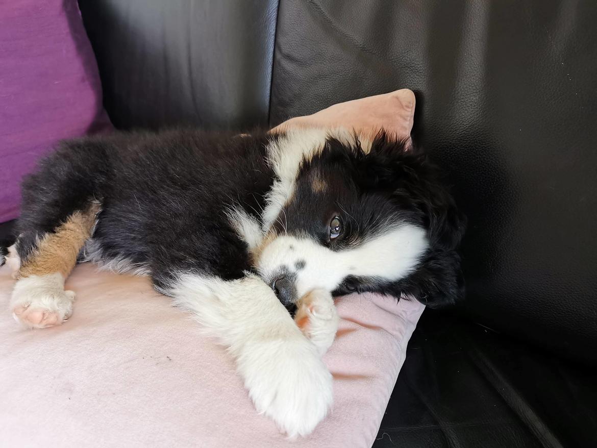 Miniature American Shepherd Nimbus (Truecolorsshining Busy Billybob) billede 12