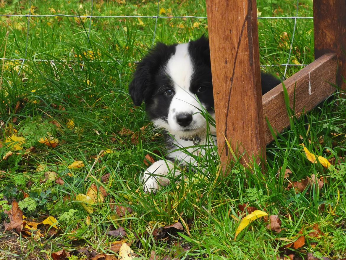 Miniature American Shepherd Nimbus (Truecolorsshining Busy Billybob) billede 5