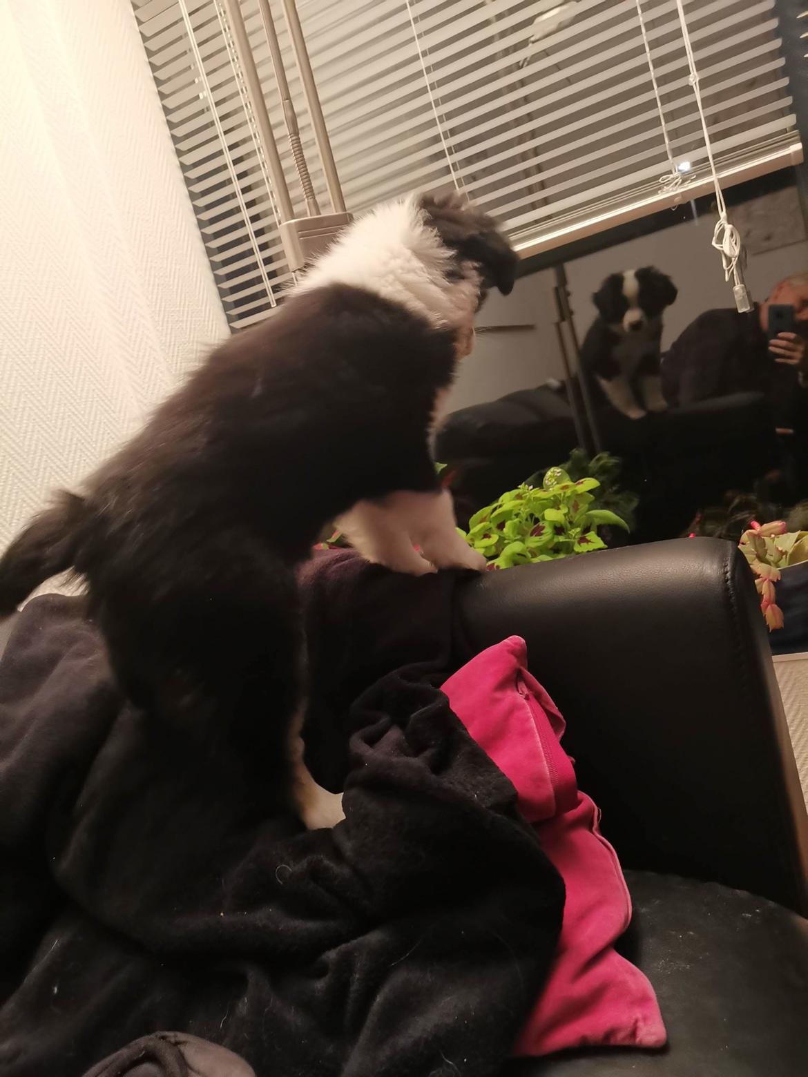 Miniature American Shepherd Nimbus (Truecolorsshining Busy Billybob) billede 14