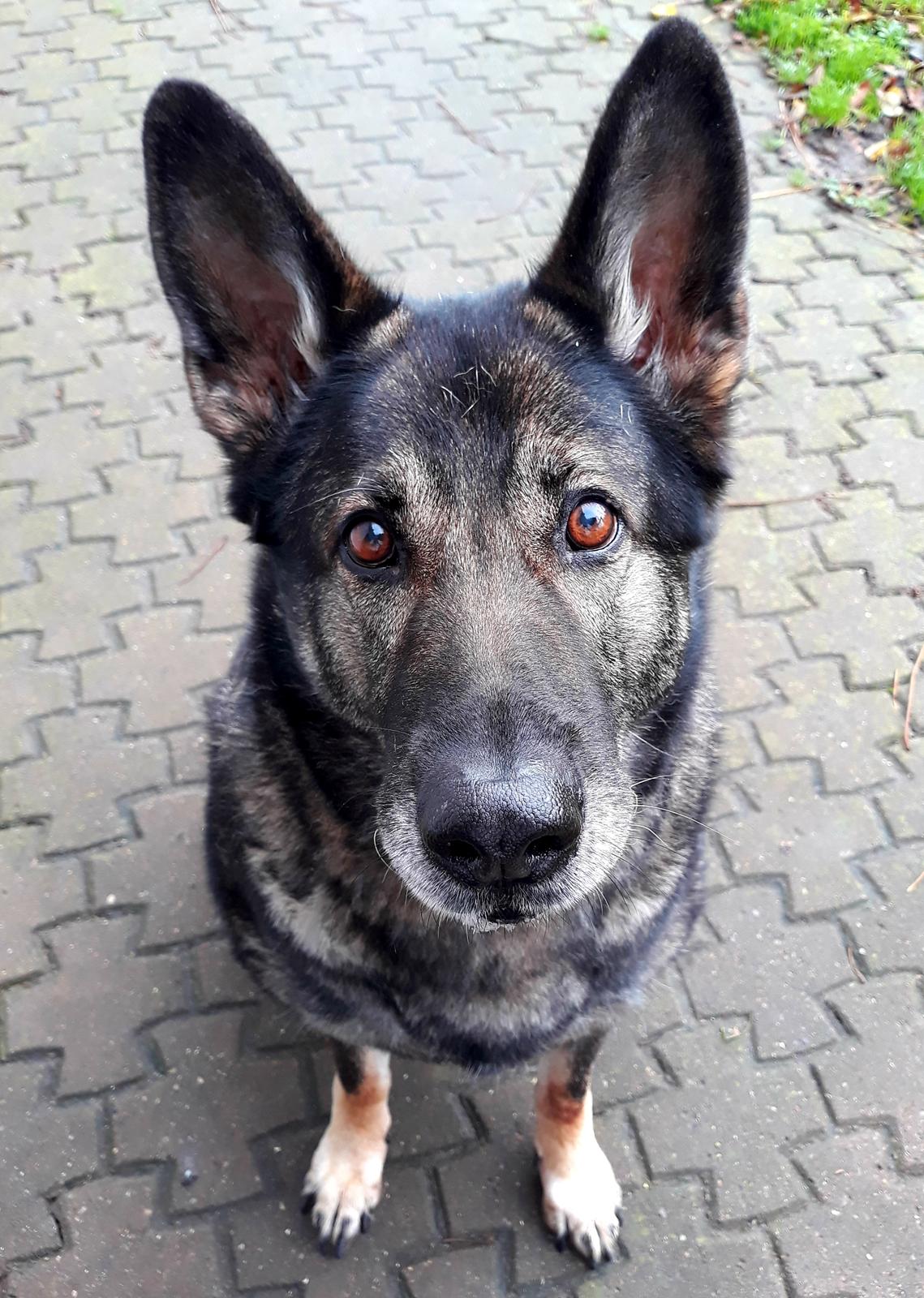 Schæferhund Sportshund Gipsi. (Gipsi). billede 3