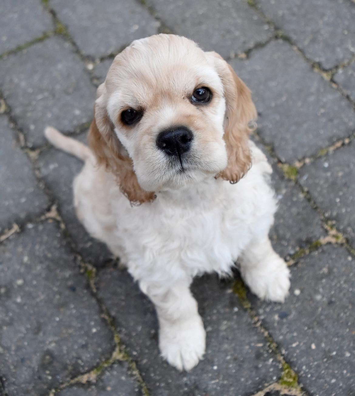 Amerikansk cocker spaniel Viggo Pedersen  billede 18