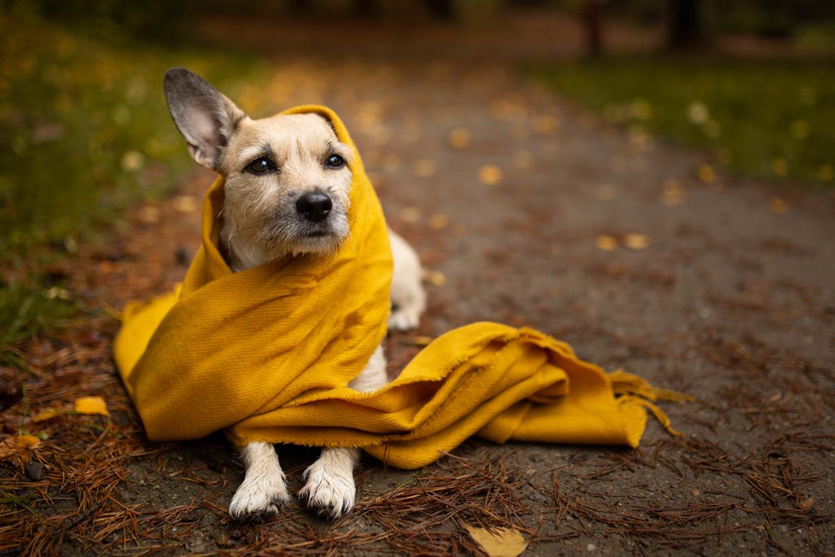 Blanding af racer Karla billede 6