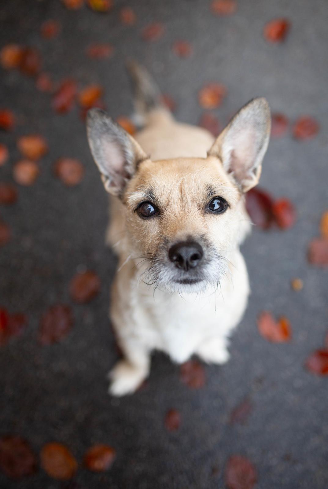 Blanding af racer Karla billede 2