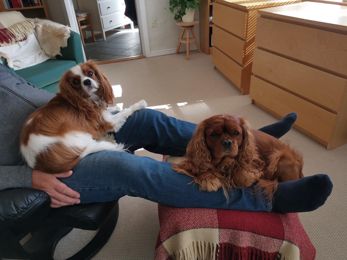 Cavalier king charles spaniel Piccocanes Louie billede 7