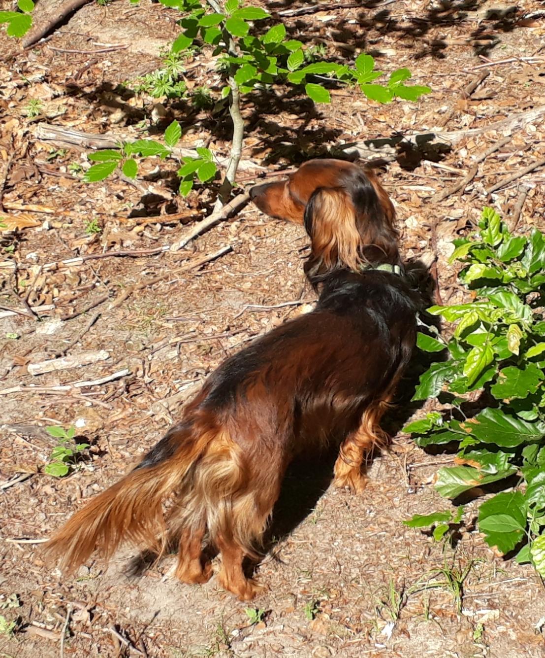 Dværggravhund Jack (Himmelhund) - skal vi gå videre i den skønne hundeskov  billede 1