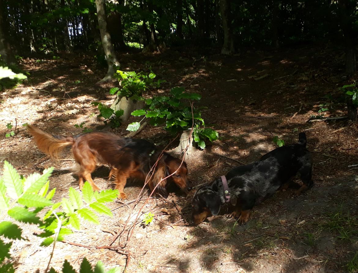 Dværggravhund Jack (Himmelhund) - Den gang da jeg og min (af døde) veninde nød livet billede 2