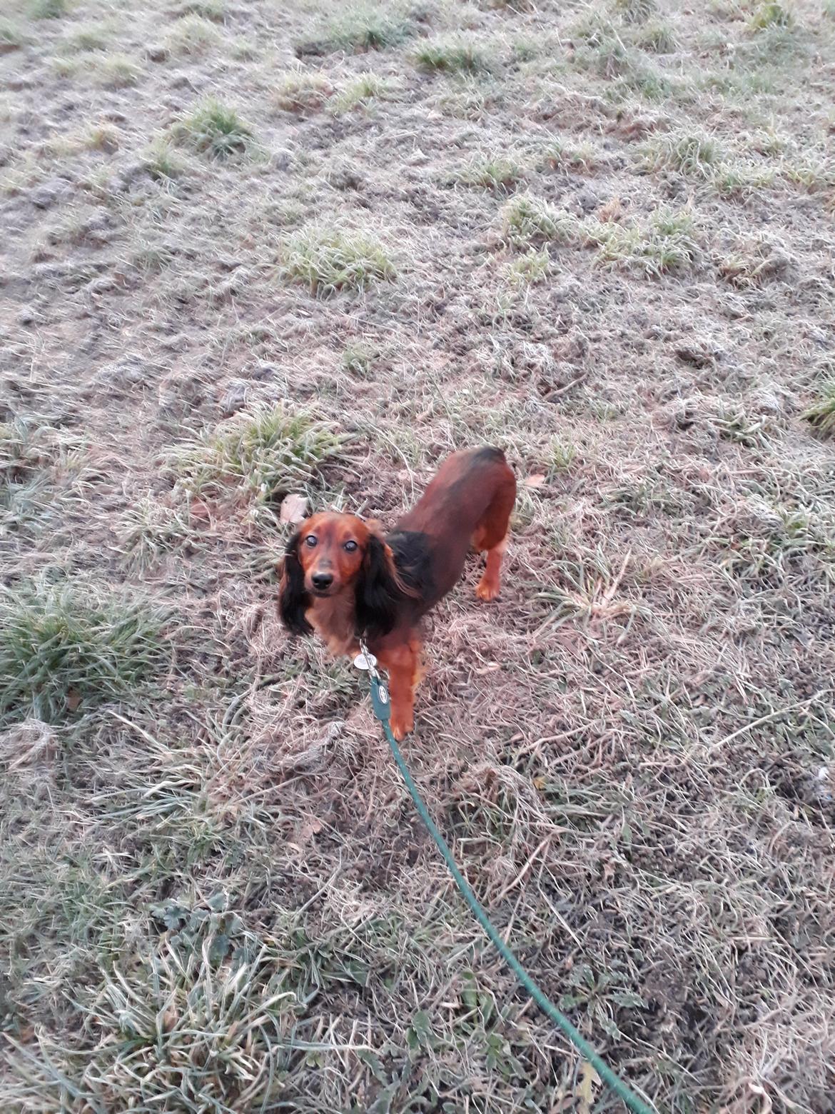 Dværggravhund Jack (Himmelhund) - Hvad nu mor billede 3