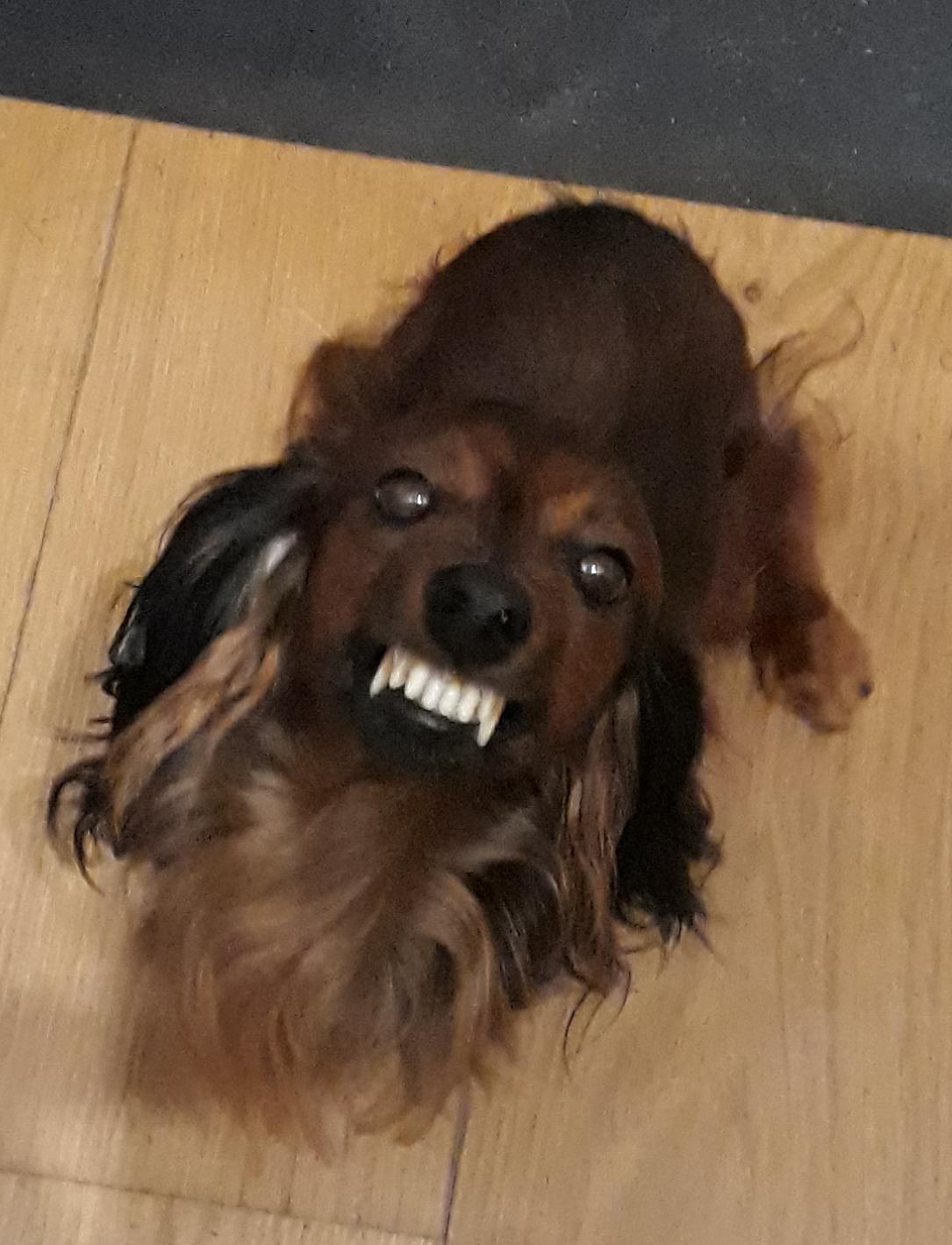 Dværggravhund Jack (Himmelhund) - Smil fotografen tager billeder 😁 billede 4