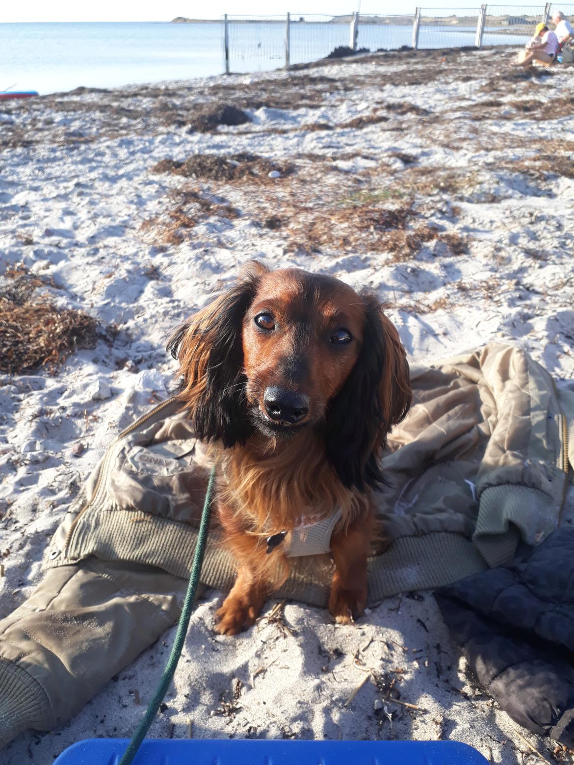 Dværggravhund Jack (Himmelhund) - Sagde du hjem, næhh tak, jeg nyder strand turen.  billede 5