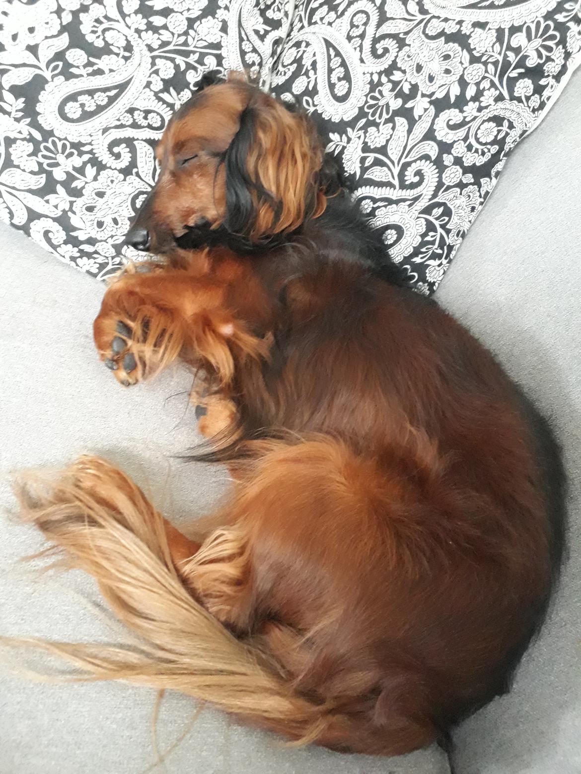 Dværggravhund Jack (Himmelhund) - Dejlig sofa 😉 billede 7