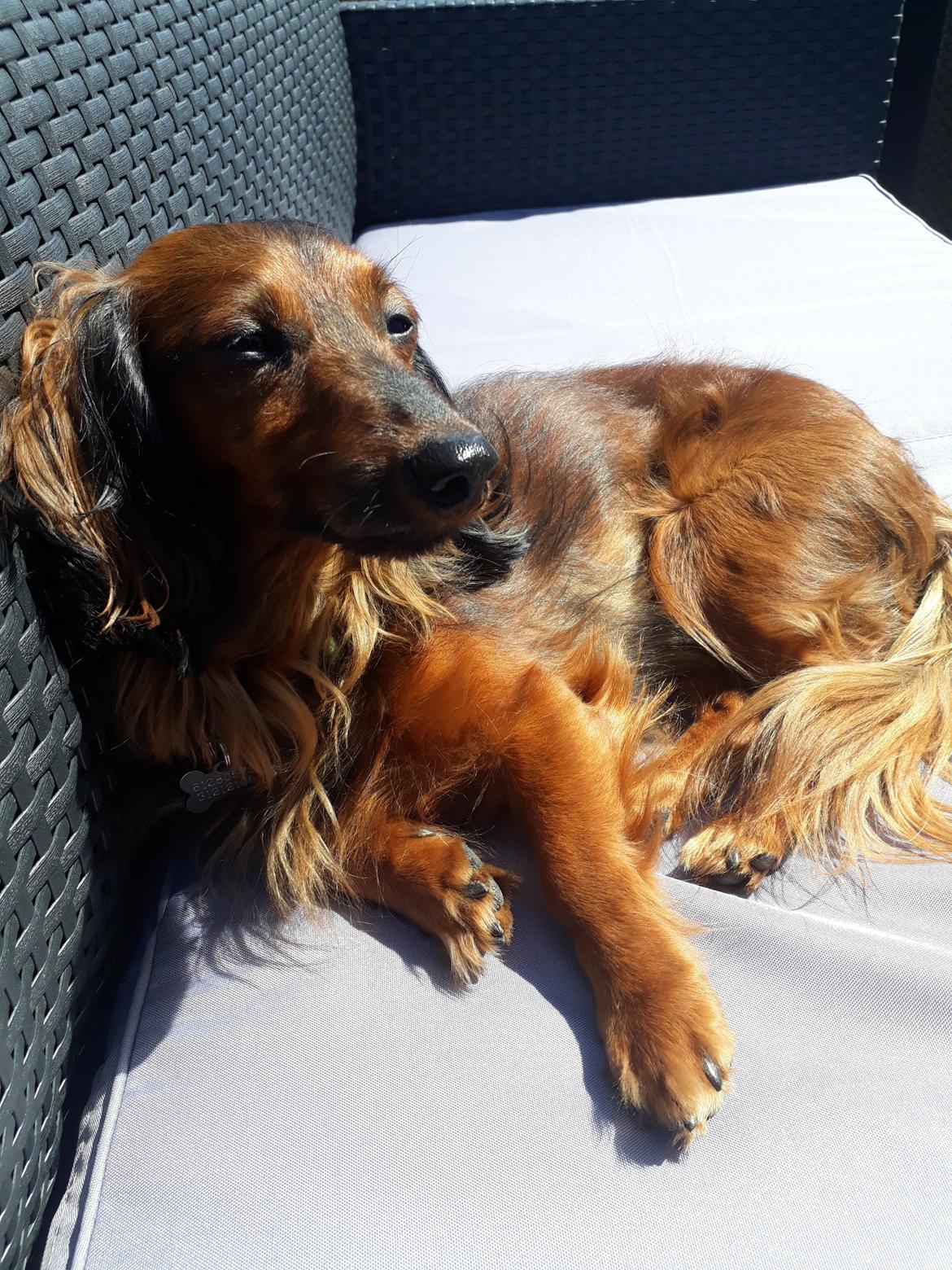 Dværggravhund Jack (Himmelhund) - nyder solens varme billede 6