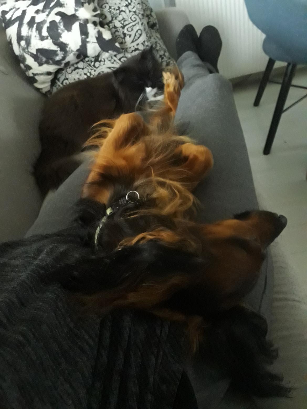 Dværggravhund Jack (Himmelhund) billede 8