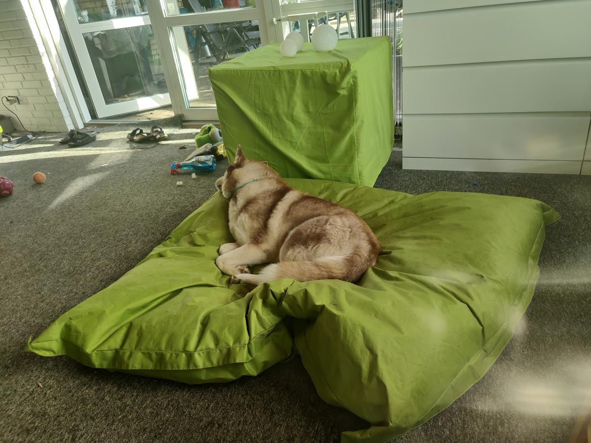 Siberian husky Trinity Beauty Kingdom Navjord billede 1