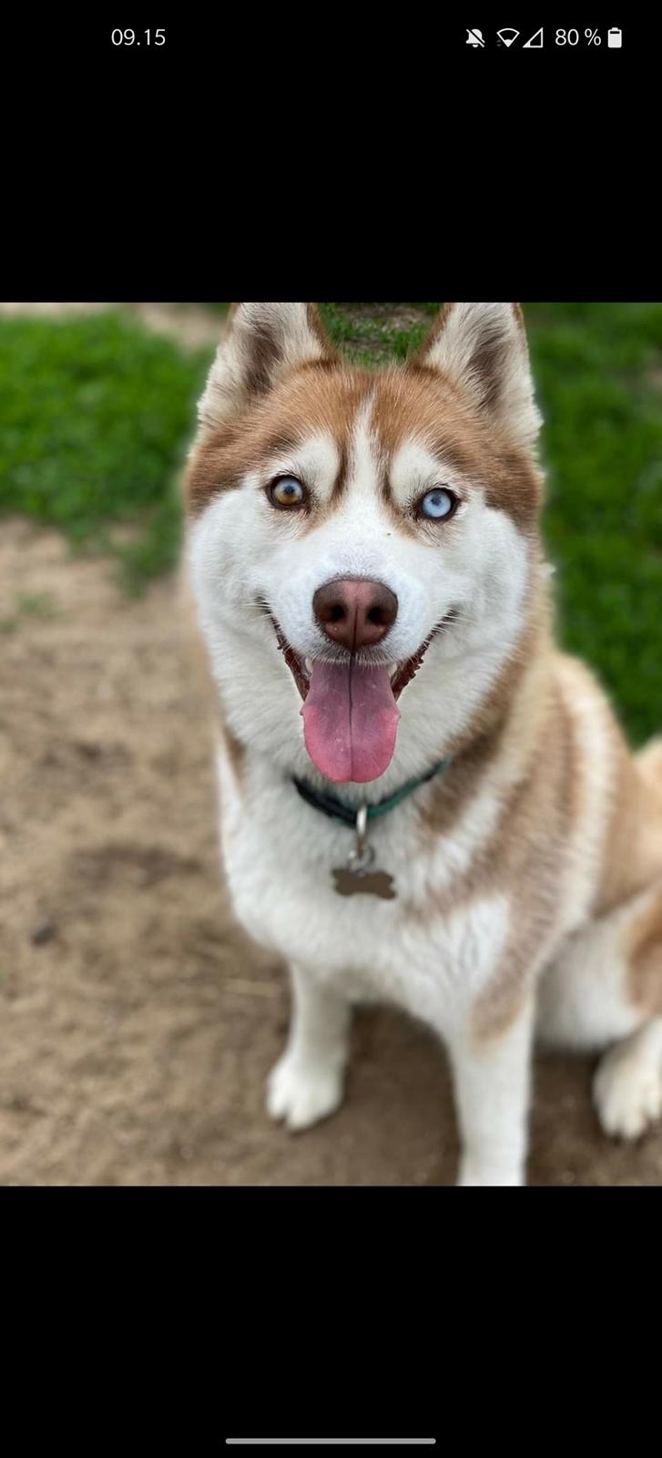 Siberian husky Trinity Beauty Kingdom Navjord billede 3