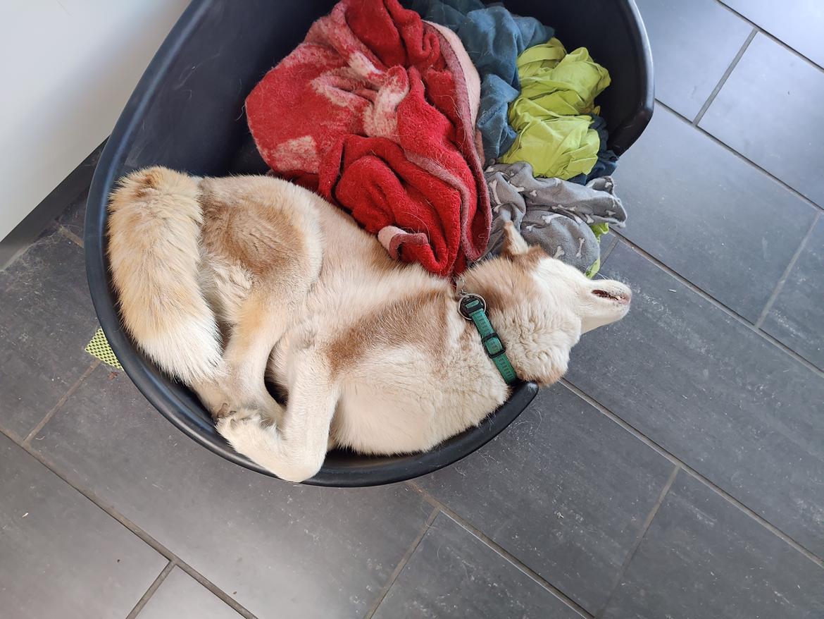 Siberian husky Trinity Beauty Kingdom Navjord billede 4