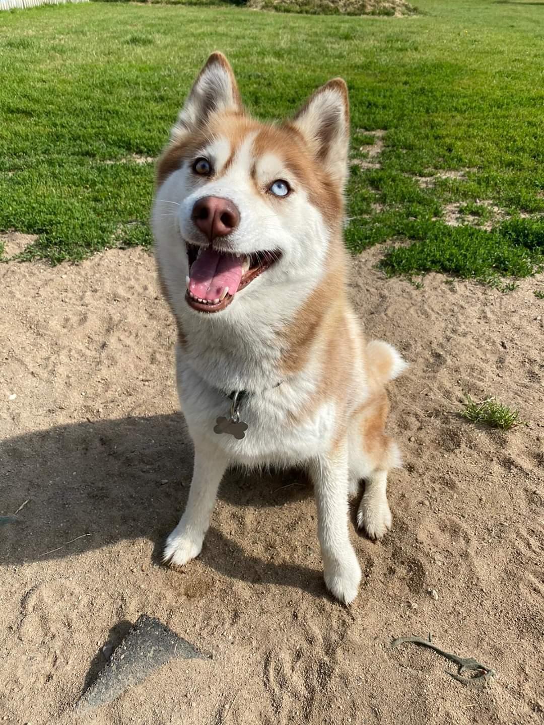 Siberian husky Trinity Beauty Kingdom Navjord billede 2