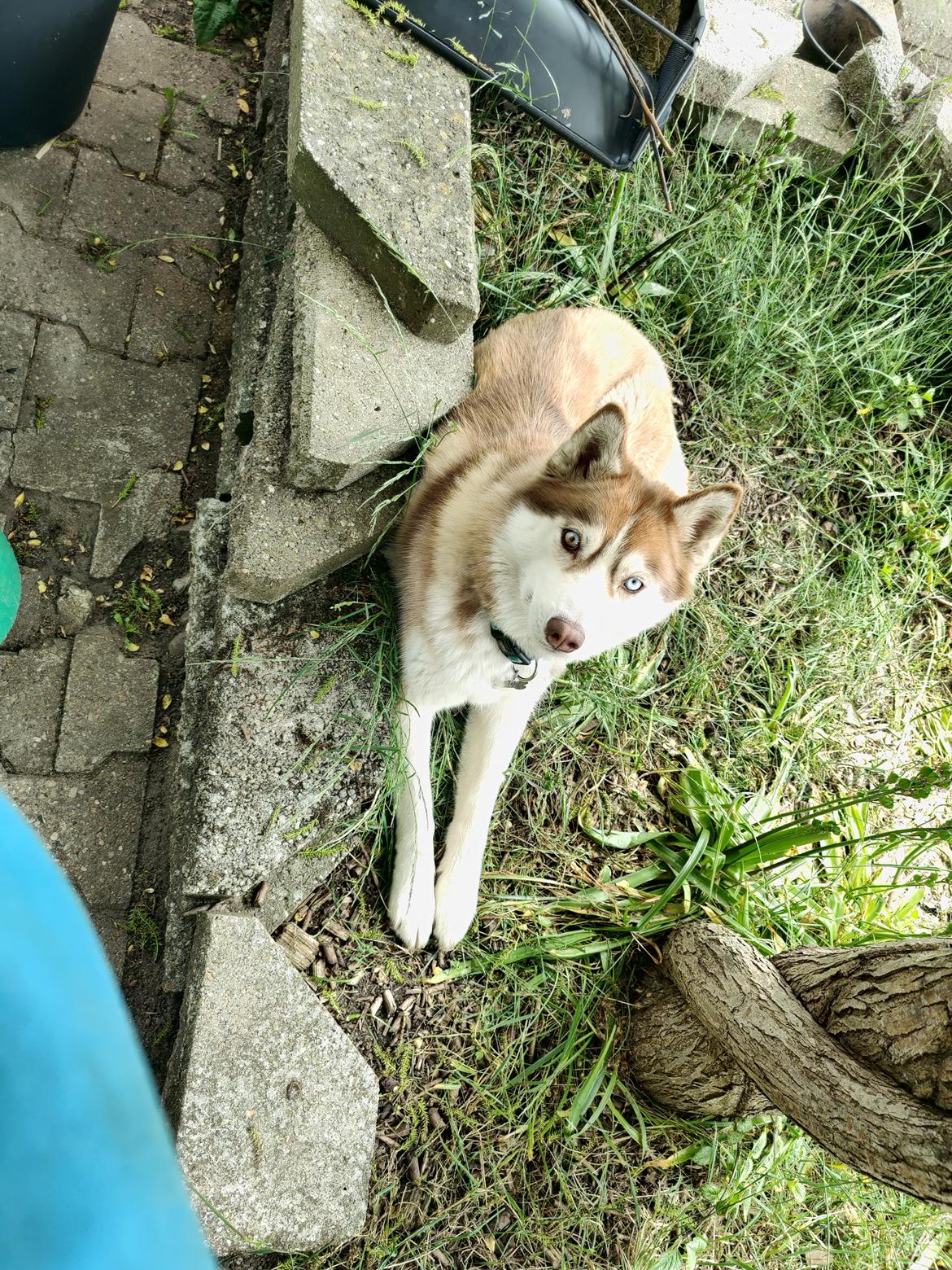 Siberian husky Trinity Beauty Kingdom Navjord billede 5