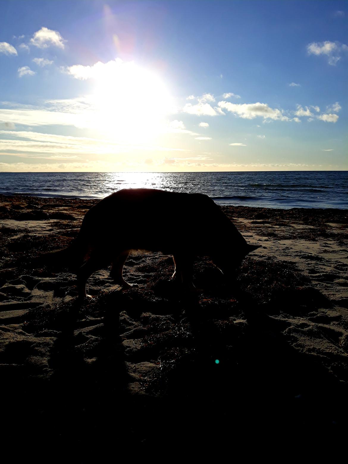 Schæferhund Sportshund Gipsi. (Gipsi). billede 5