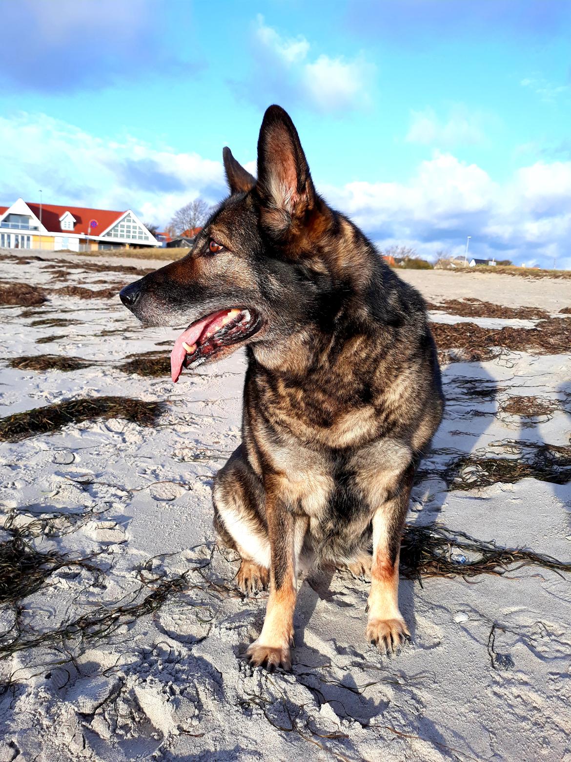 Schæferhund Sportshund Gipsi. (Gipsi). billede 9