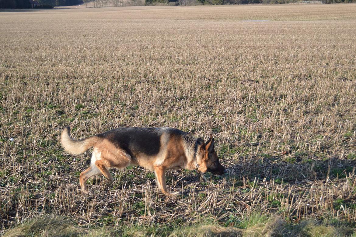 Schæferhund Hekami Tøsen. (Tøsen). (Mine forældres). billede 15