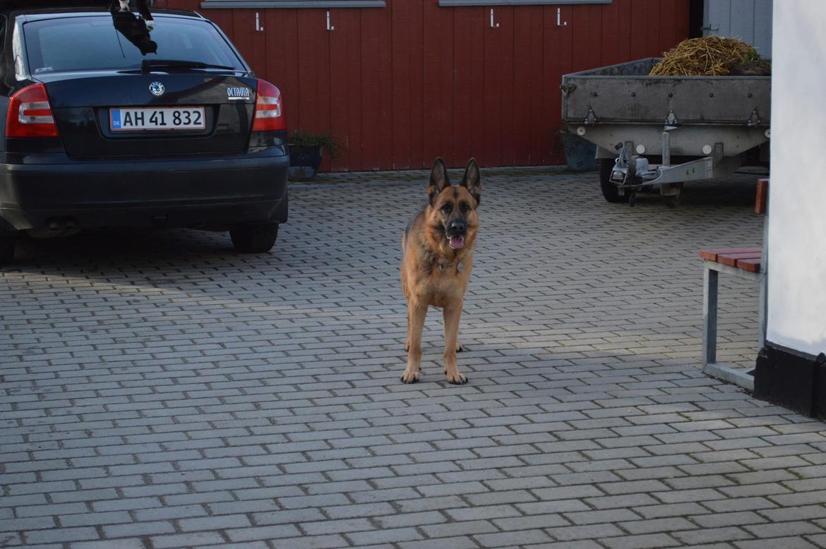Schæferhund Hekami Tøsen. (Tøsen). (Mine forældres). billede 20