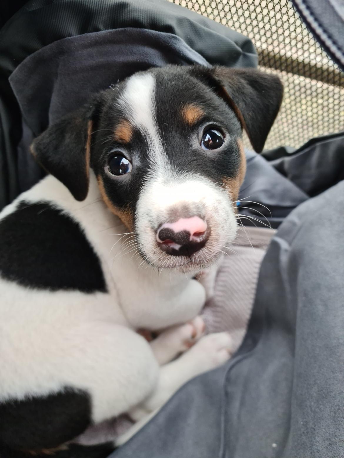 Blanding af racer Buller billede 1