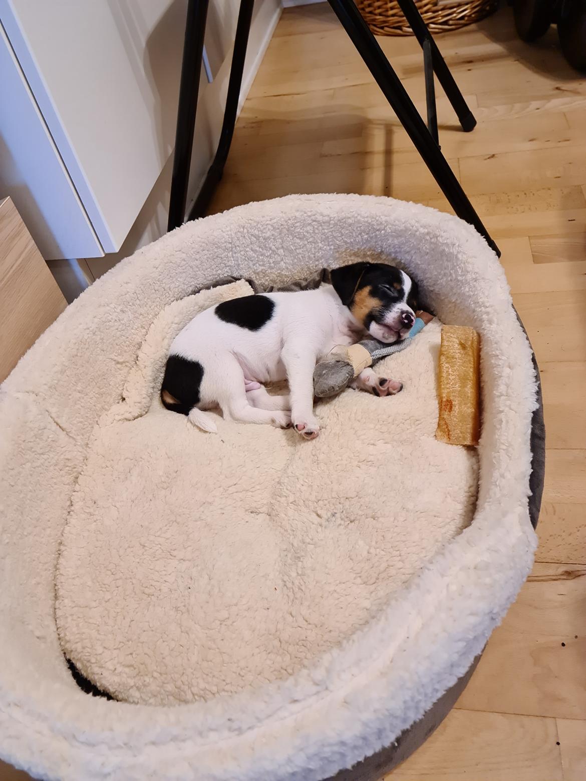 Blanding af racer Buller billede 3