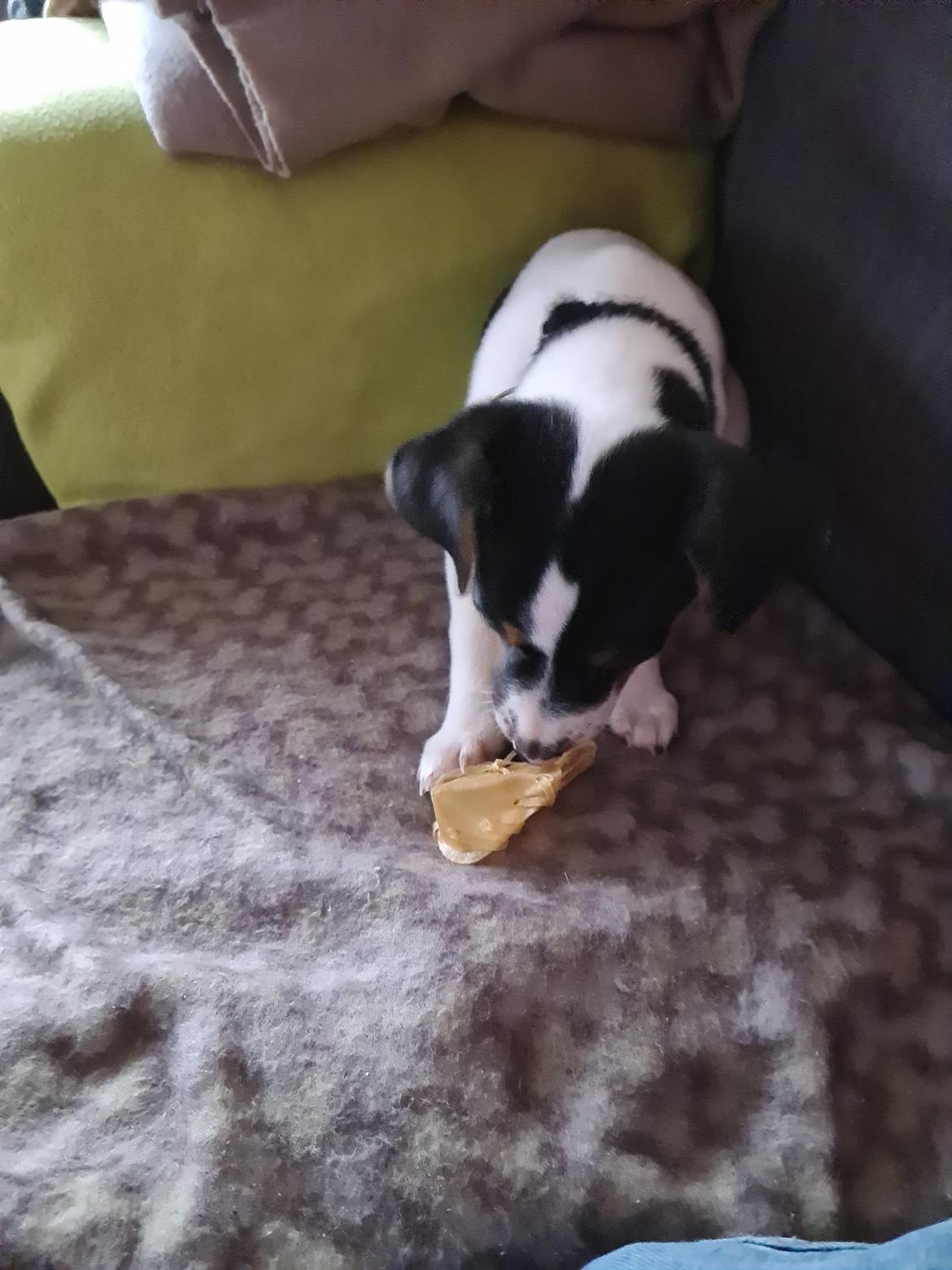 Blanding af racer Buller billede 4