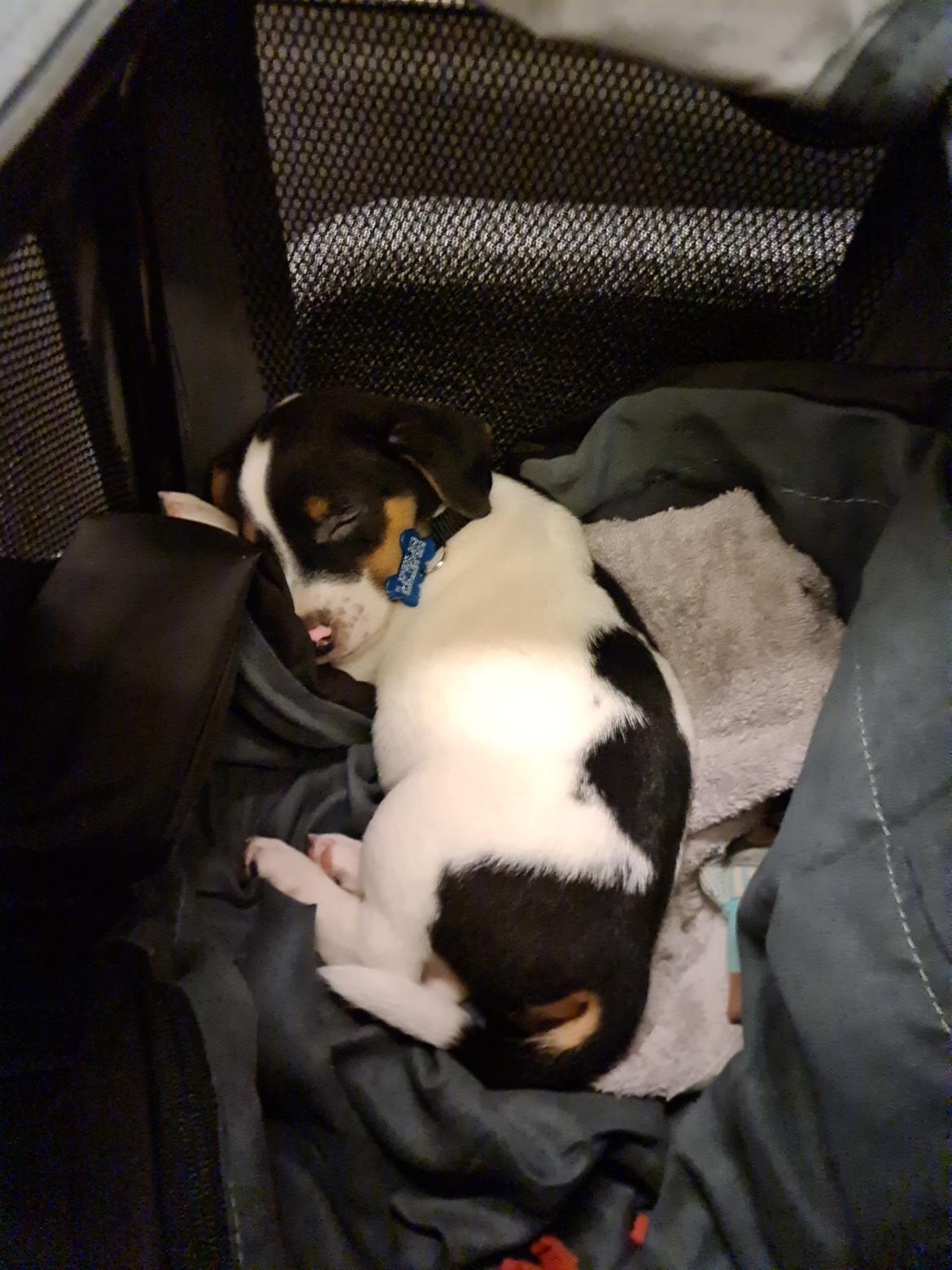 Blanding af racer Buller billede 2