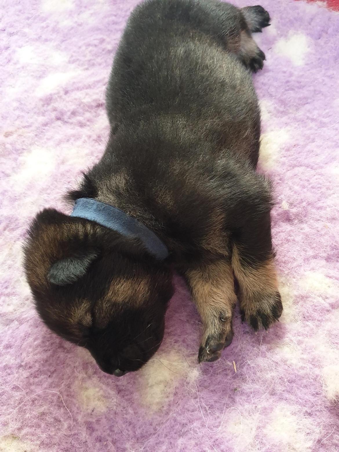 Eurasier Balto - 14 dage gammel.  billede 1