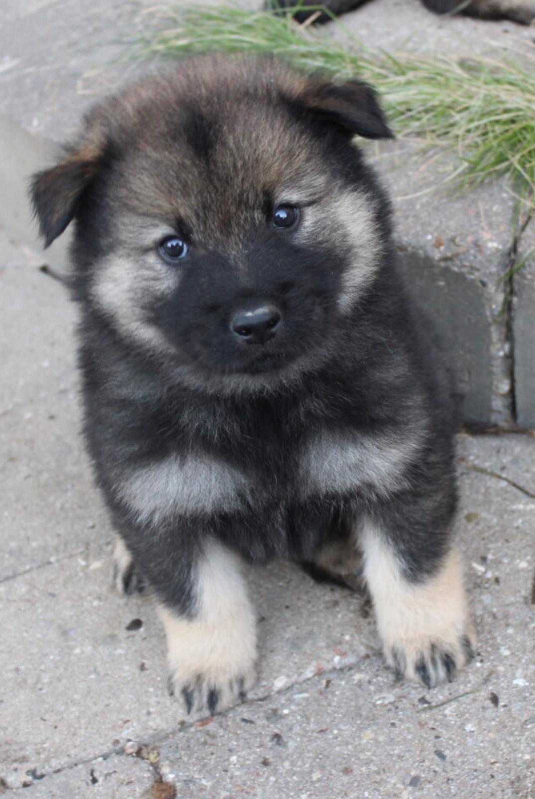 Eurasier Balto - 5 uger gammel. Billede taget af opdrætter.  billede 3