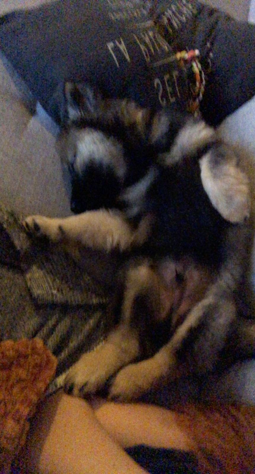 Eurasier Balto billede 4