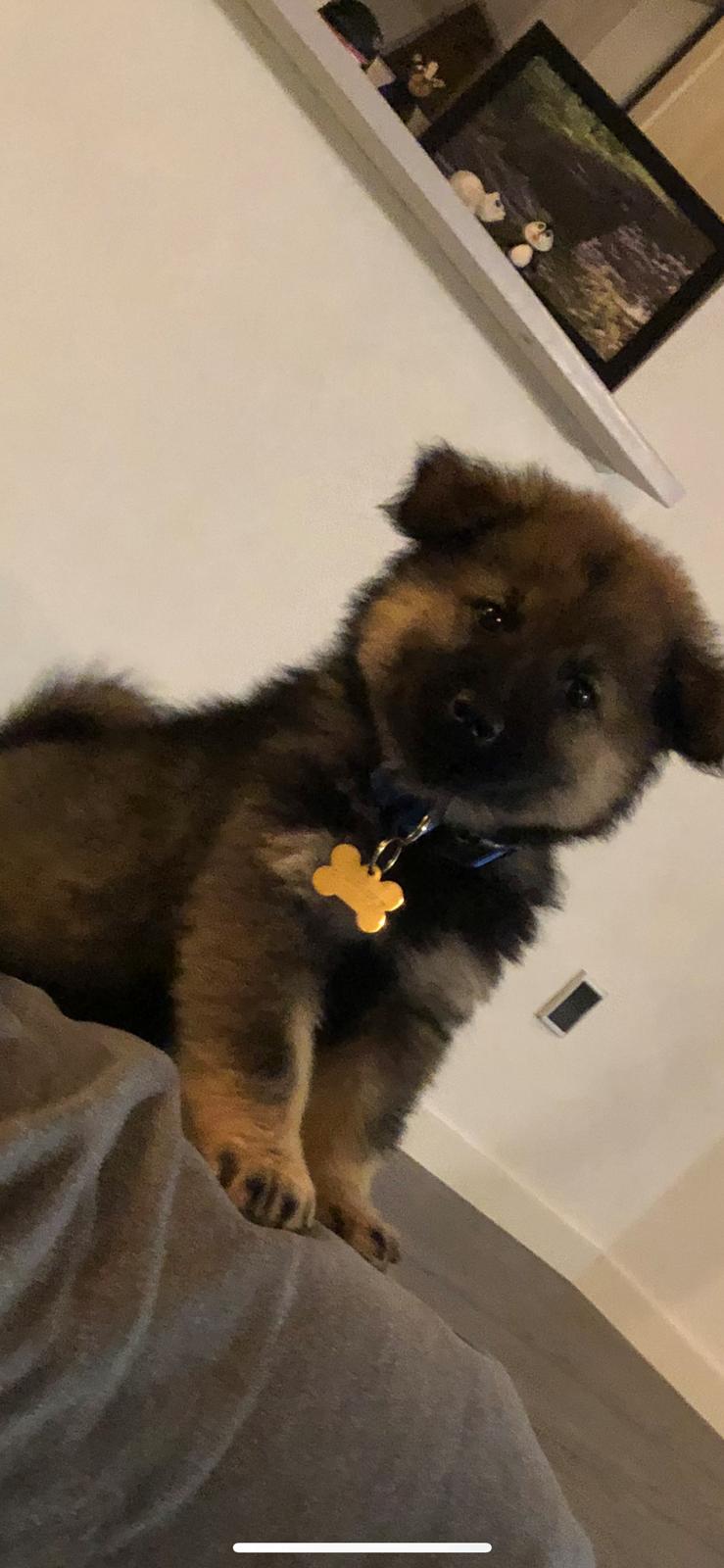 Eurasier Balto - 8 uger gammel.  billede 5