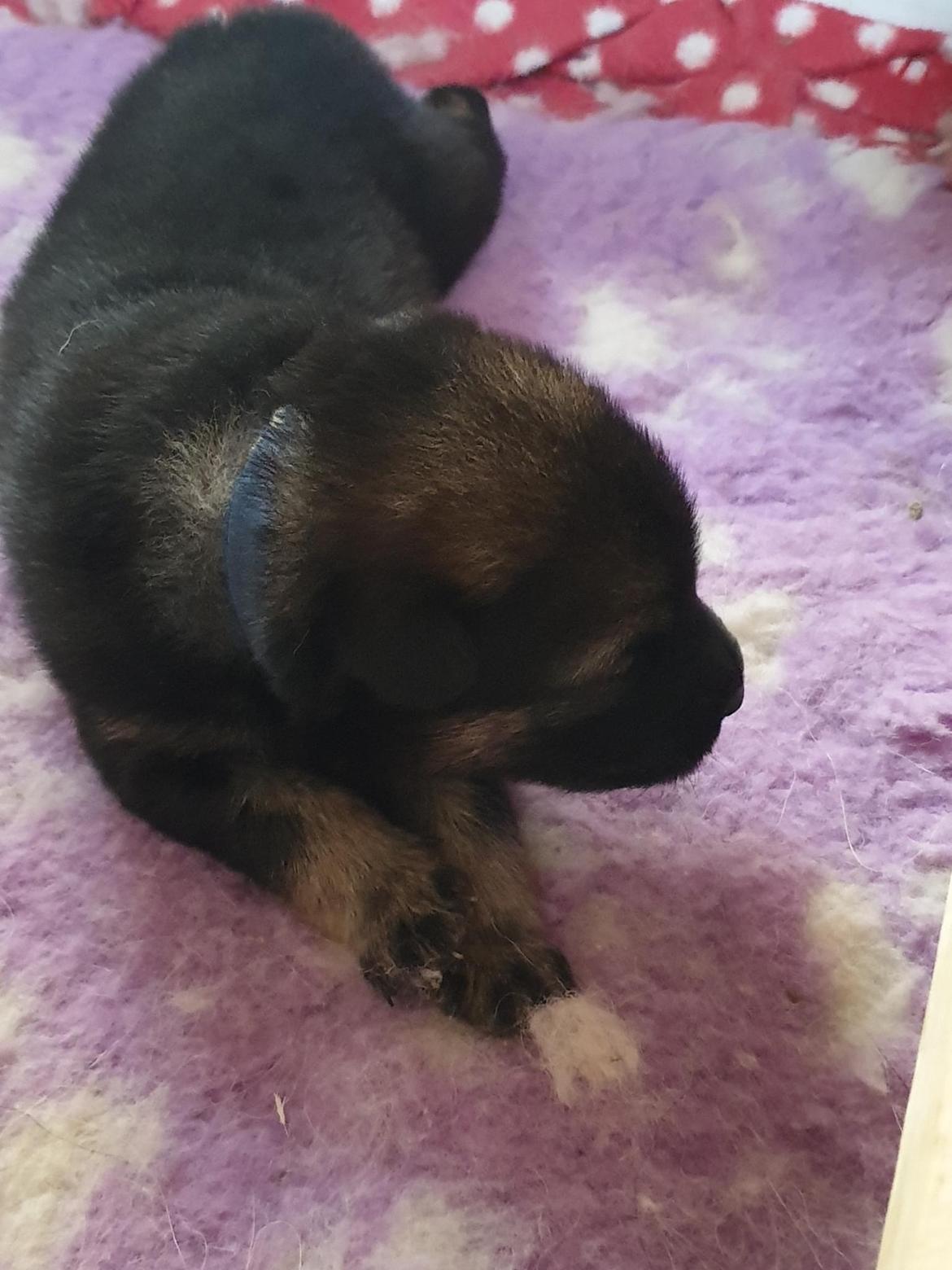 Eurasier Balto - 14 dage gammel.  billede 2