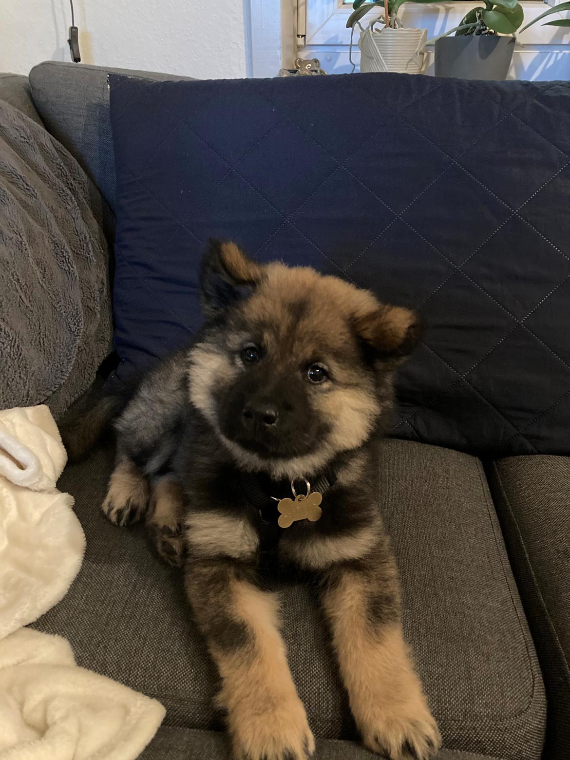 Eurasier Balto billede 7