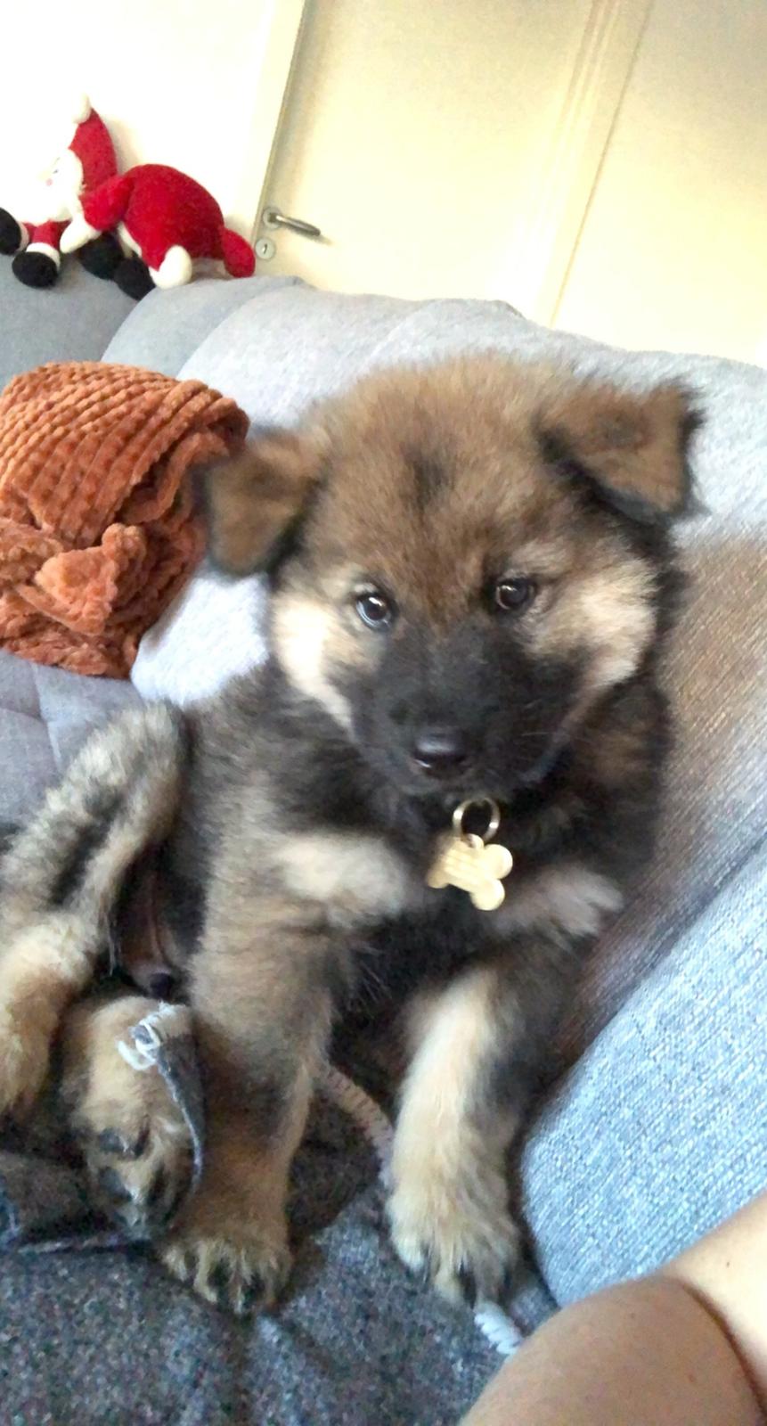 Eurasier Balto billede 8