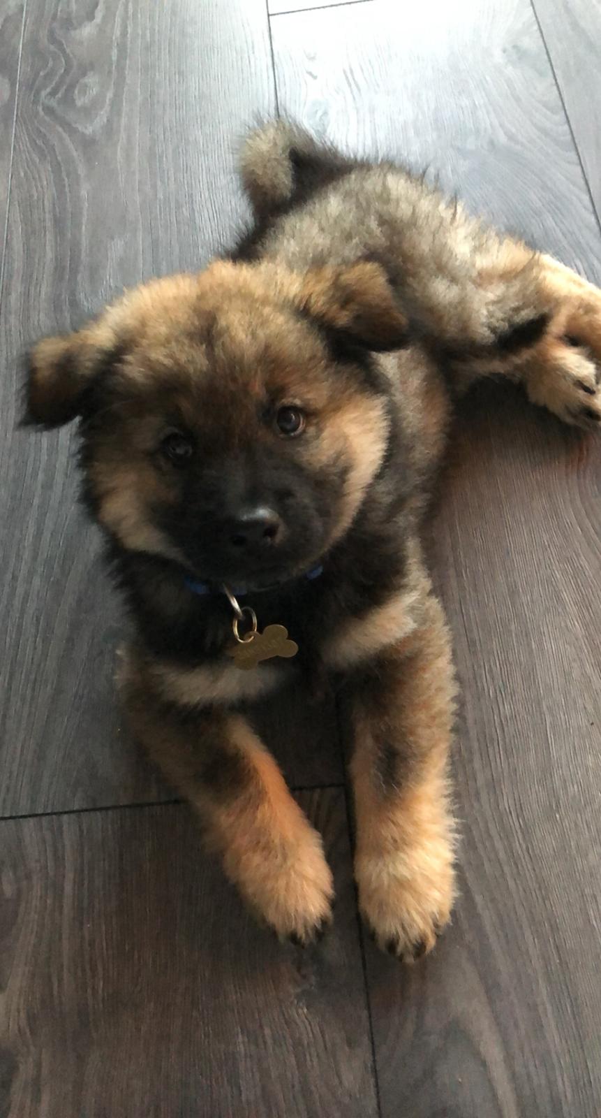 Eurasier Balto billede 6